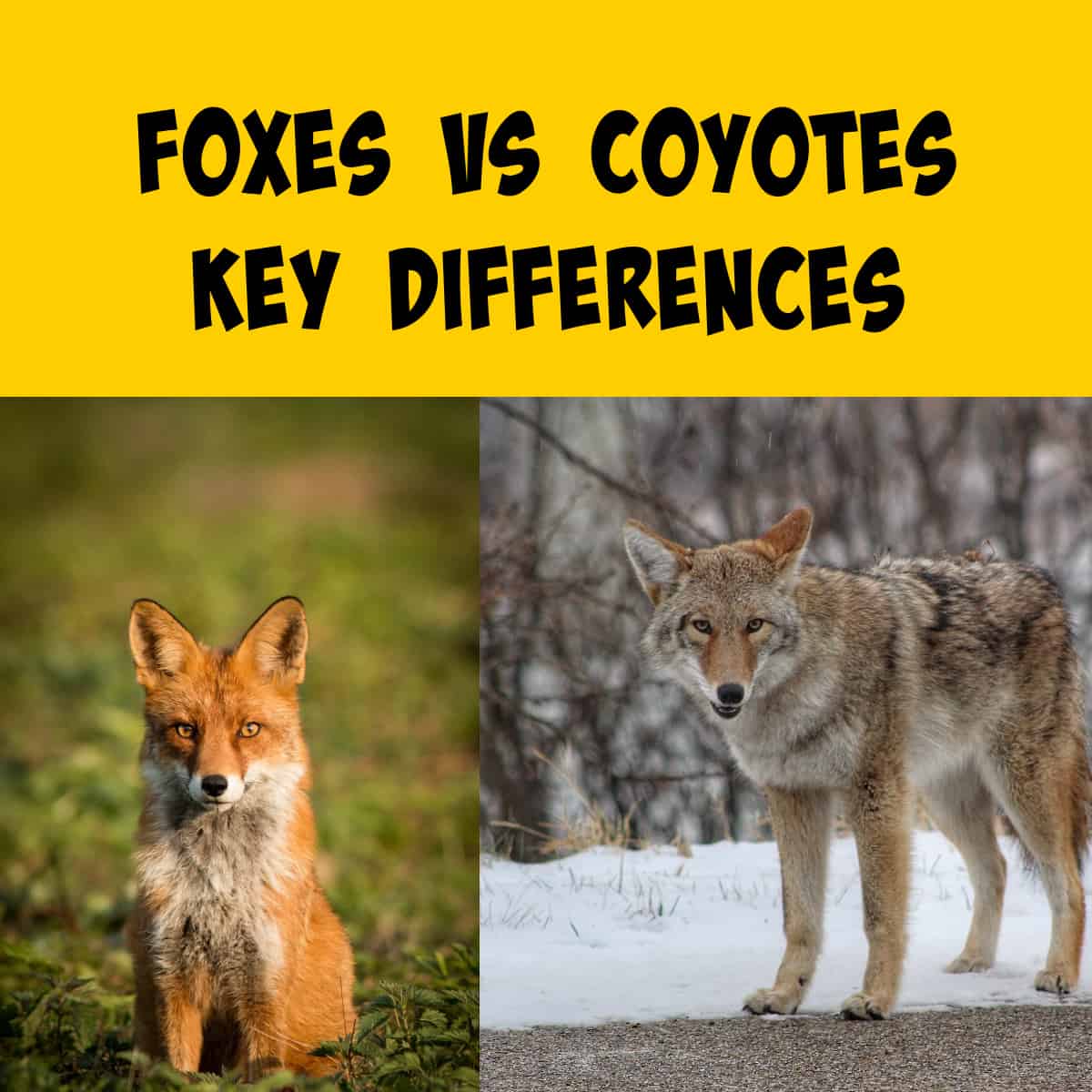 Coyotes Vs Foxes: Unmasking The Mysteries Of These Distinct Canines ...