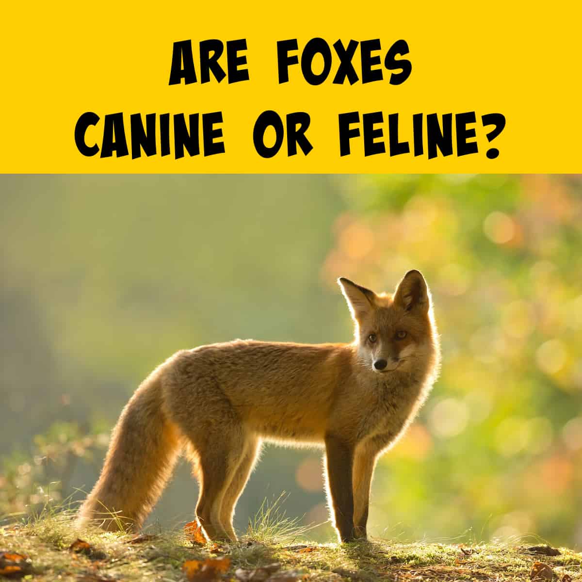 Are Foxes Part of the Dog Family or the Cat Family? Unraveling the