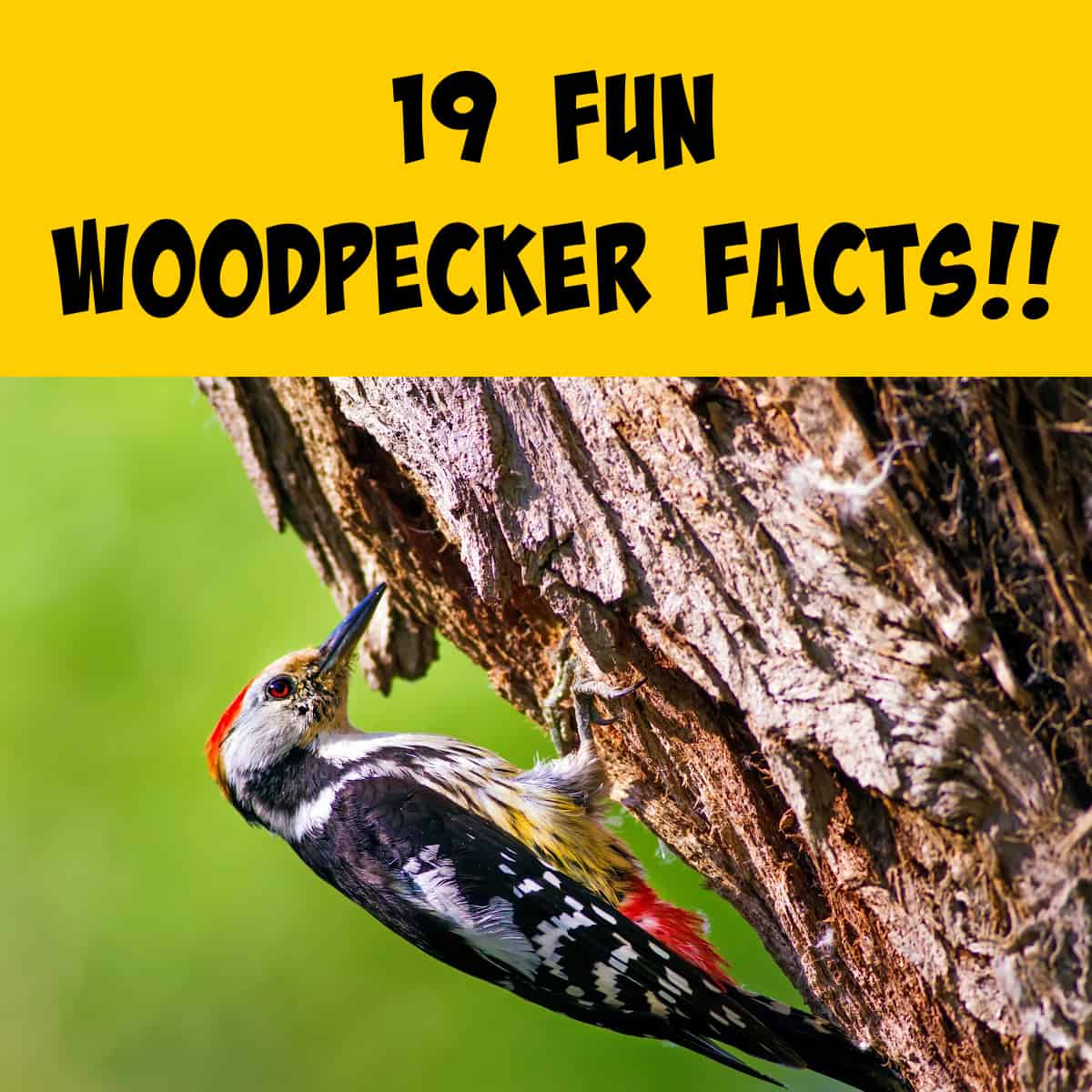 19-fun-facts-about-woodpeckers-squirrels-at-the-feeder