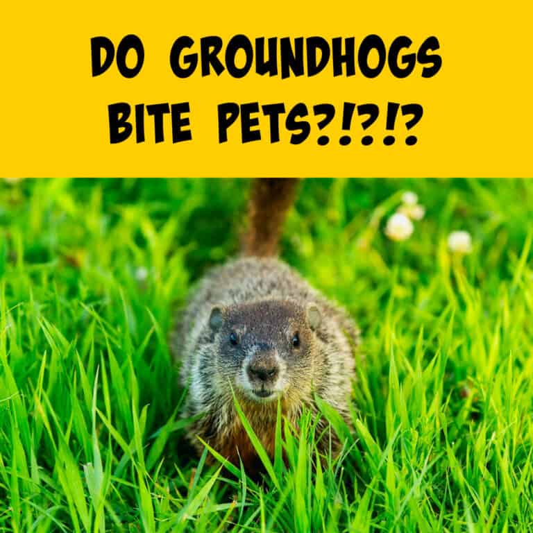 Worried About Groundhogs Biting Your Cats and Dogs? - Squirrels at the