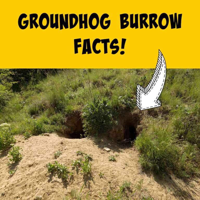 Groundhog Burrows: Everything You Ever Wanted to Know! - Squirrels at