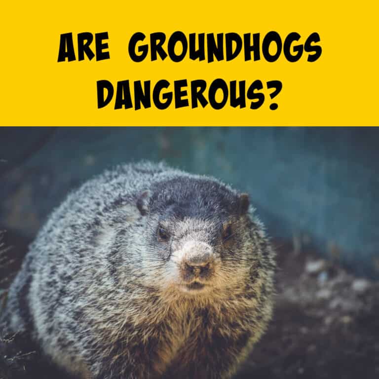 Are Groundhogs Dangerous? Impact on Humans, Structures and Farms ...