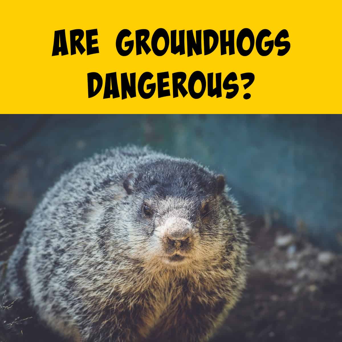 Are Groundhogs Dangerous? Impact on Humans, Structures and Farms