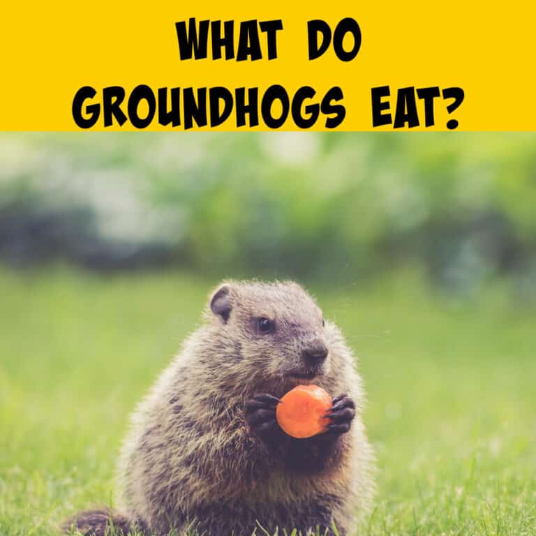 What Do Groundhogs Eat? Unearthing the Mystery of the Groundhog Diet