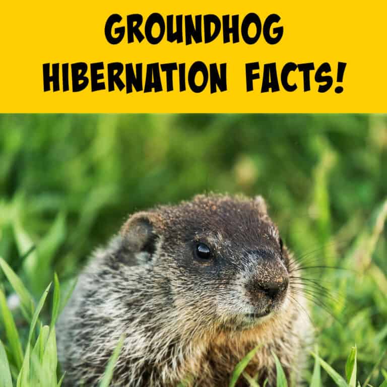 Groundhog Hibernation: The Ultimate Guide! - Squirrels at the Feeder