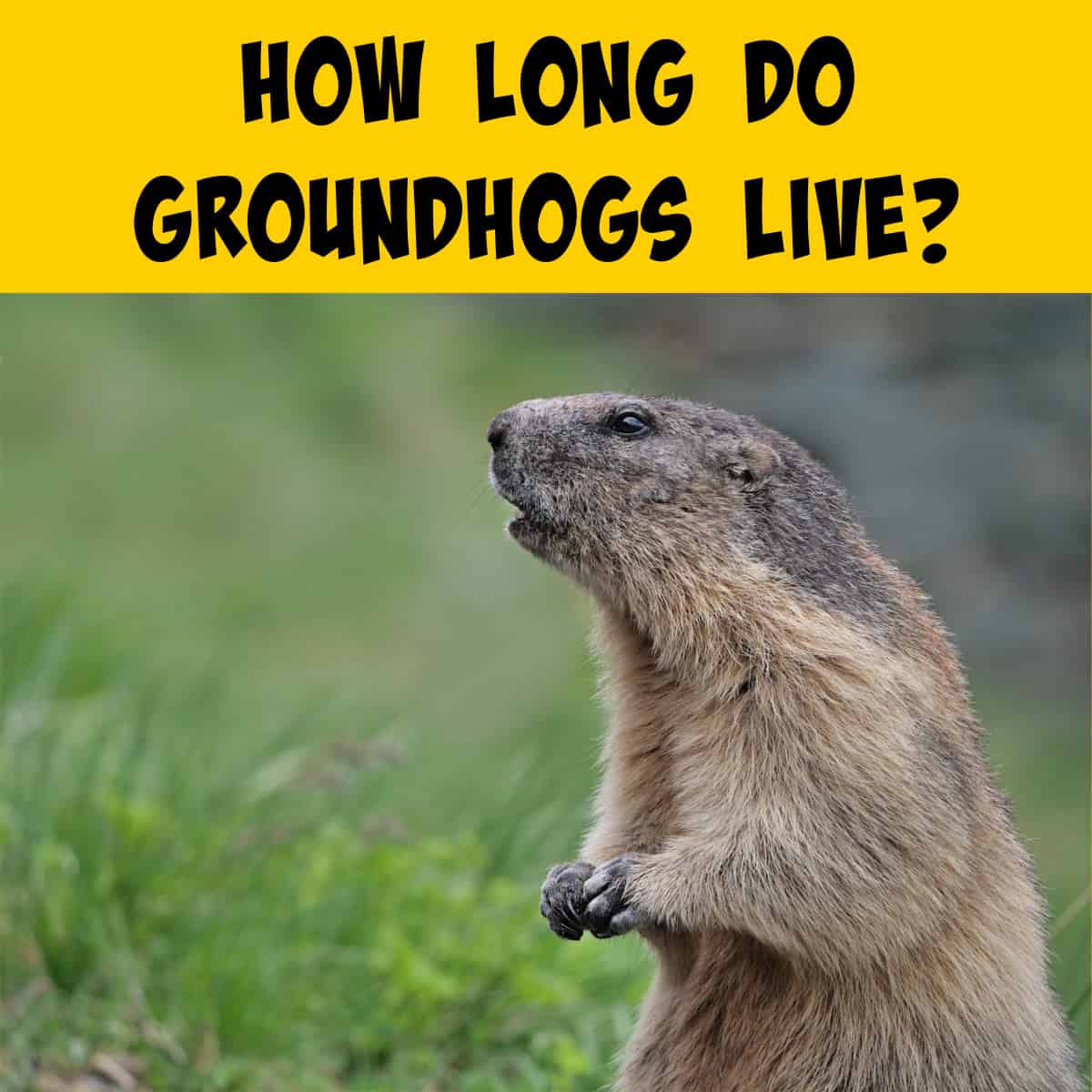 How Long do Groundhogs Live? (Captive vs Wild) - Squirrels at the Feeder