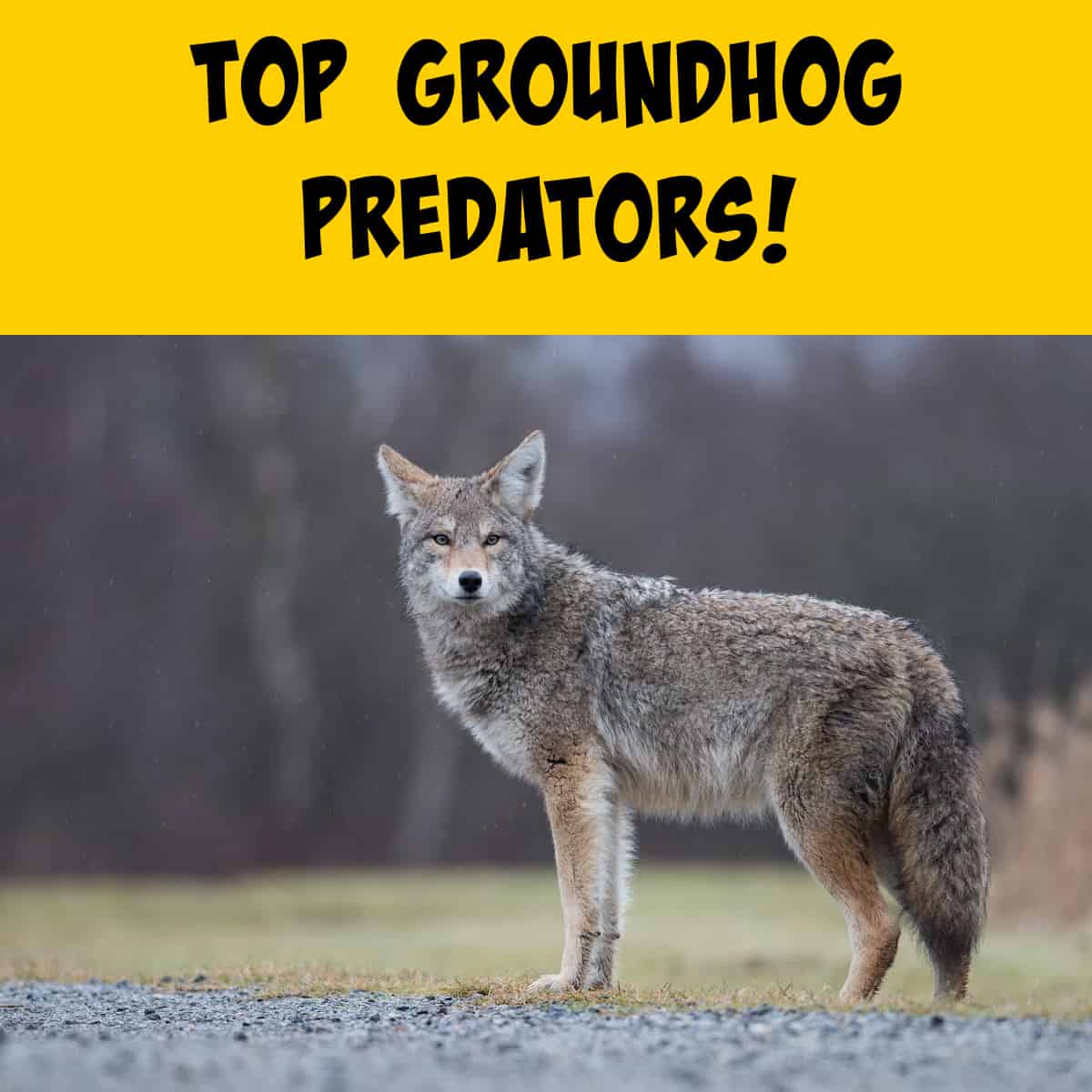 An Overview of Groundhog Predators - Squirrels at the Feeder