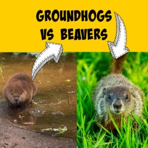 Groundhogs Vs Beavers: Key Differences Explained! - Squirrels At The Feeder