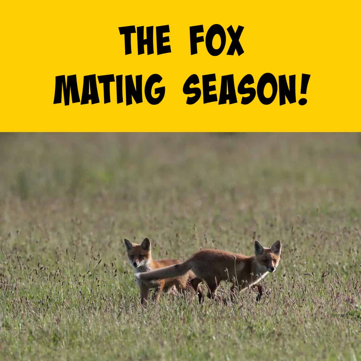 The Fox Mating Season: Nature's Intricate Ballet of Survival and