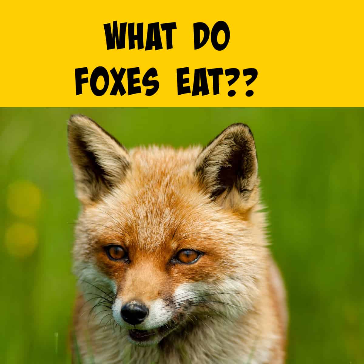Understanding What Red Foxes Eat: Diets Through the Seasons - Squirrels ...