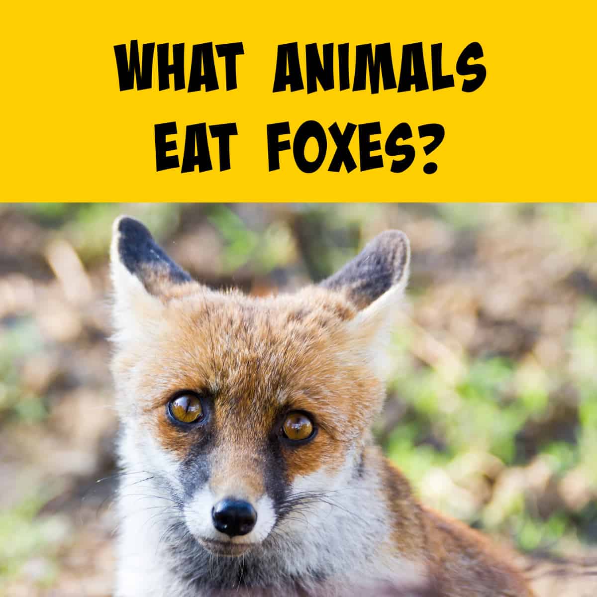 What Eats Foxes in the Food Chain? - Squirrels at the Feeder