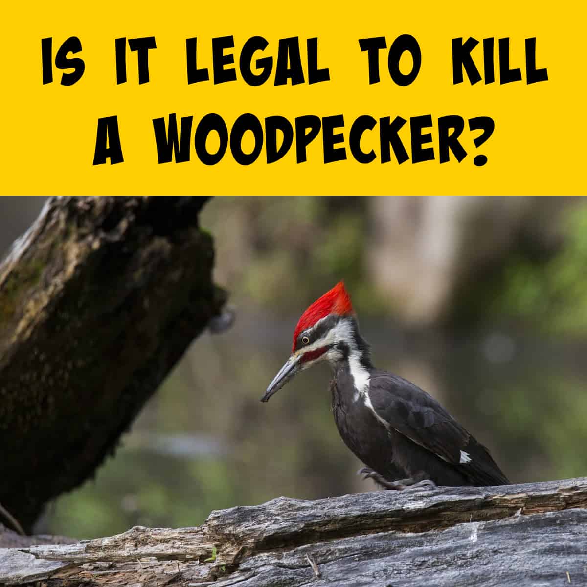 is-it-illegal-to-kill-a-woodpecker-squirrels-at-the-feeder