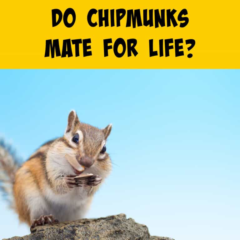 Do Chipmunks Mate for Life? - Squirrels at the Feeder