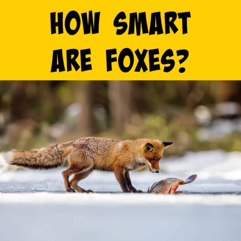 how-smart-are-foxes-intelligent-enough-to-live-up-to-the-hype