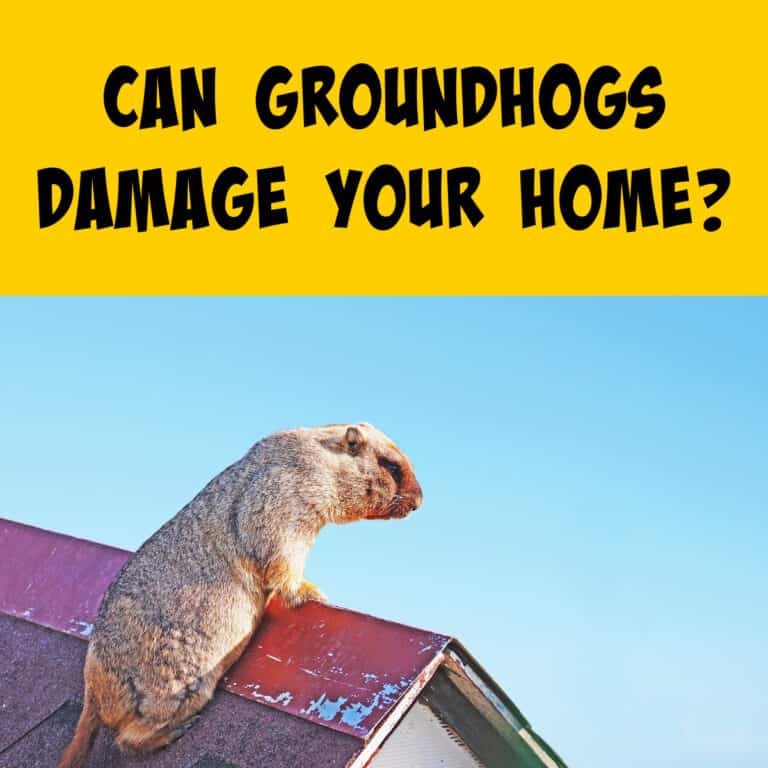 Can Groundhogs Damage Your Home? - Squirrels At The Feeder