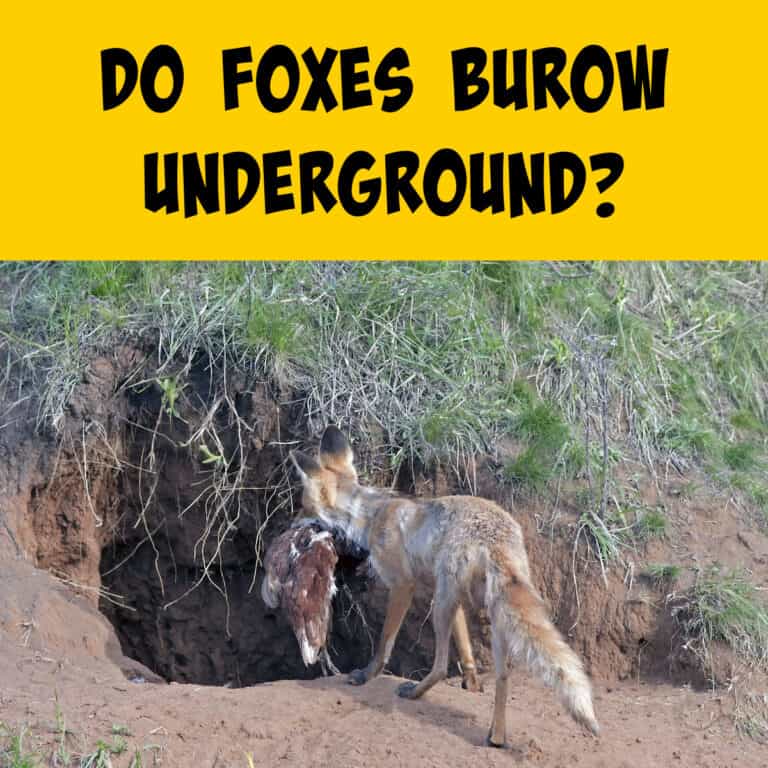 Do Foxes Burrow Underground? - Squirrels at the Feeder