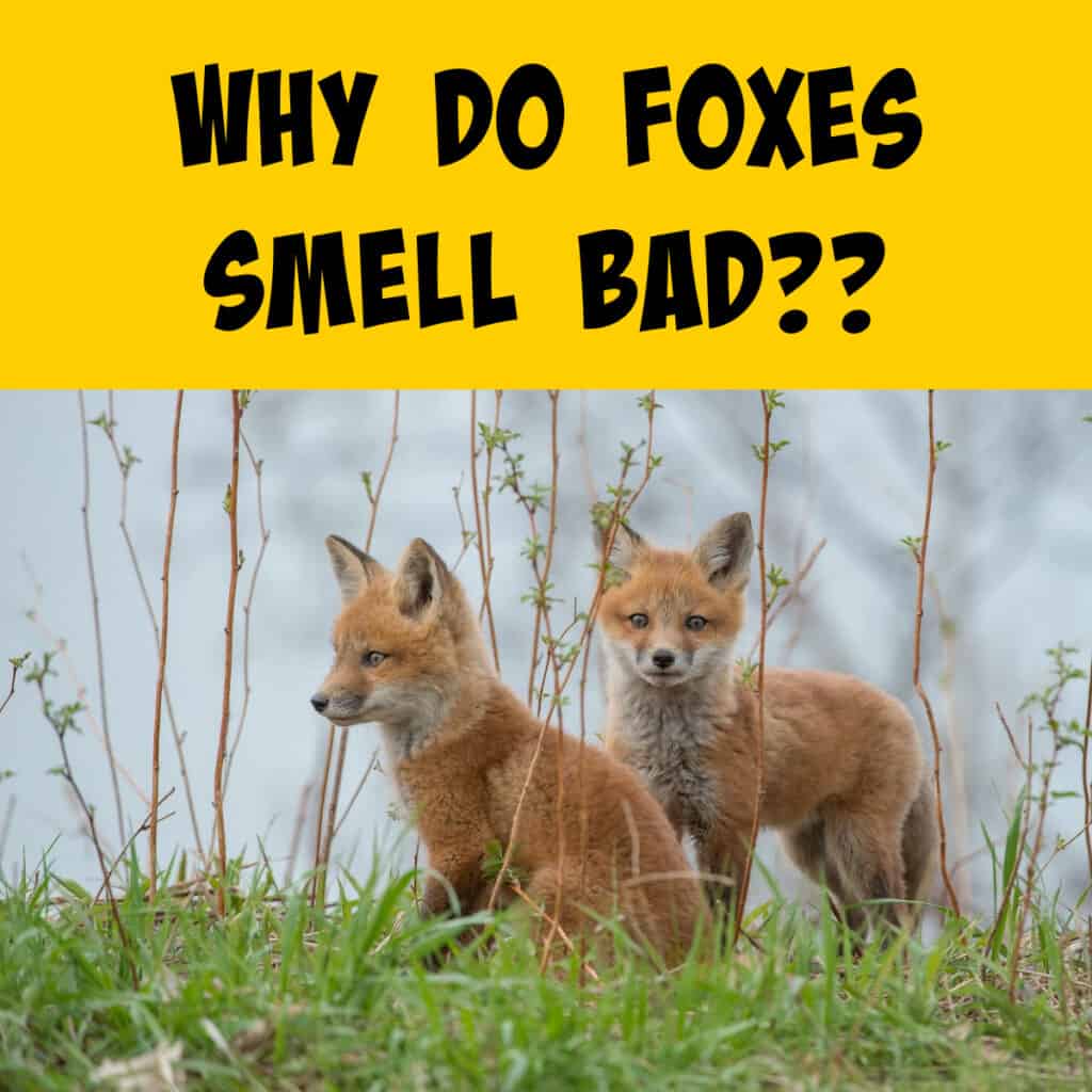 Why Do Foxes Smell Bad? The Science of the Stink! - Squirrels at the Feeder