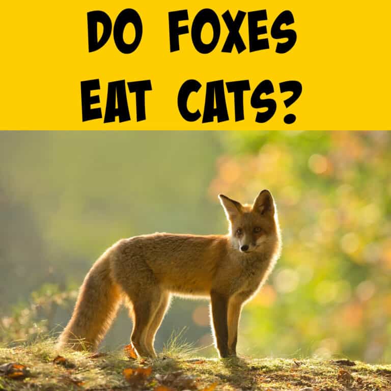 Do Foxes Eat Cats? Keeping Your Feline Friends Safe! - Squirrels at the