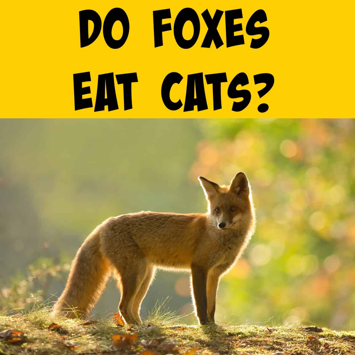 Do Foxes Eat Cats? Keeping Your Feline Friends Safe! - Squirrels at the ...