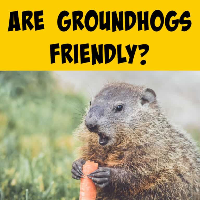 Are Groundhogs Friendly to Humans? - Squirrels at the Feeder