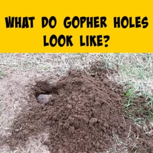 What Do Gopher Holes Look Like? (Pictures + Video!) - Squirrels at the ...