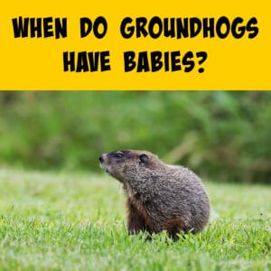 When Do Groundhogs Have Babies? - Squirrels at the Feeder