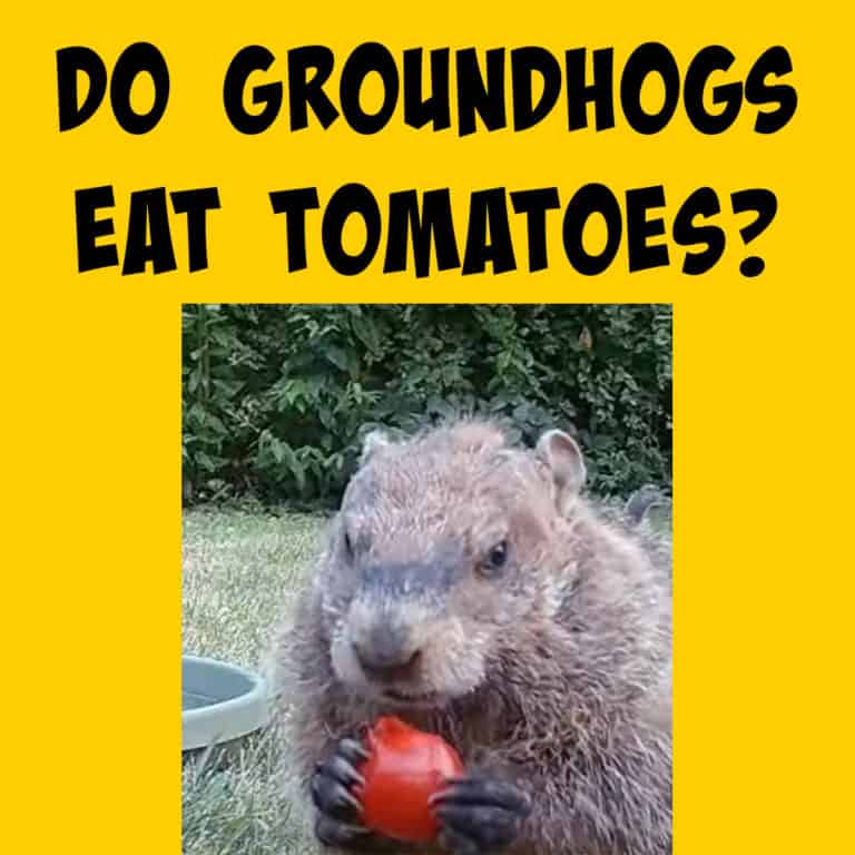 Do Groundhogs Eat Tomatoes? - Squirrels at the Feeder