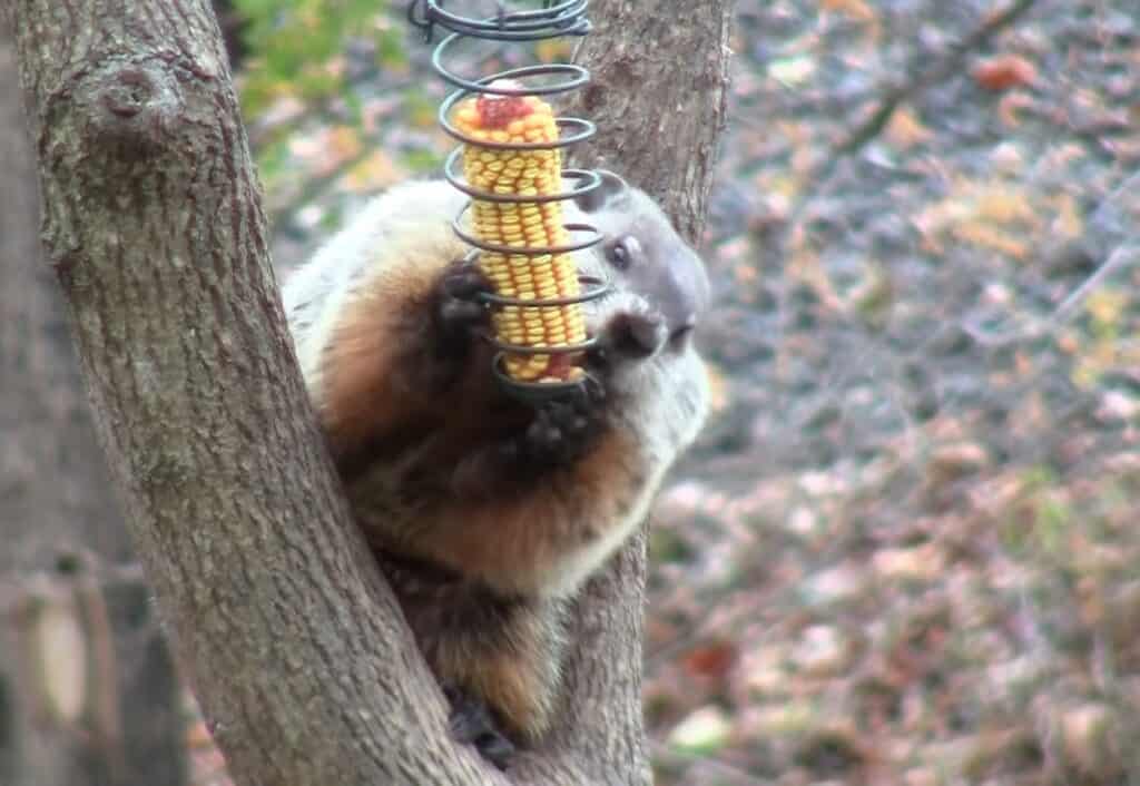 Do Groundhogs Climb Trees? - Squirrels at the Feeder