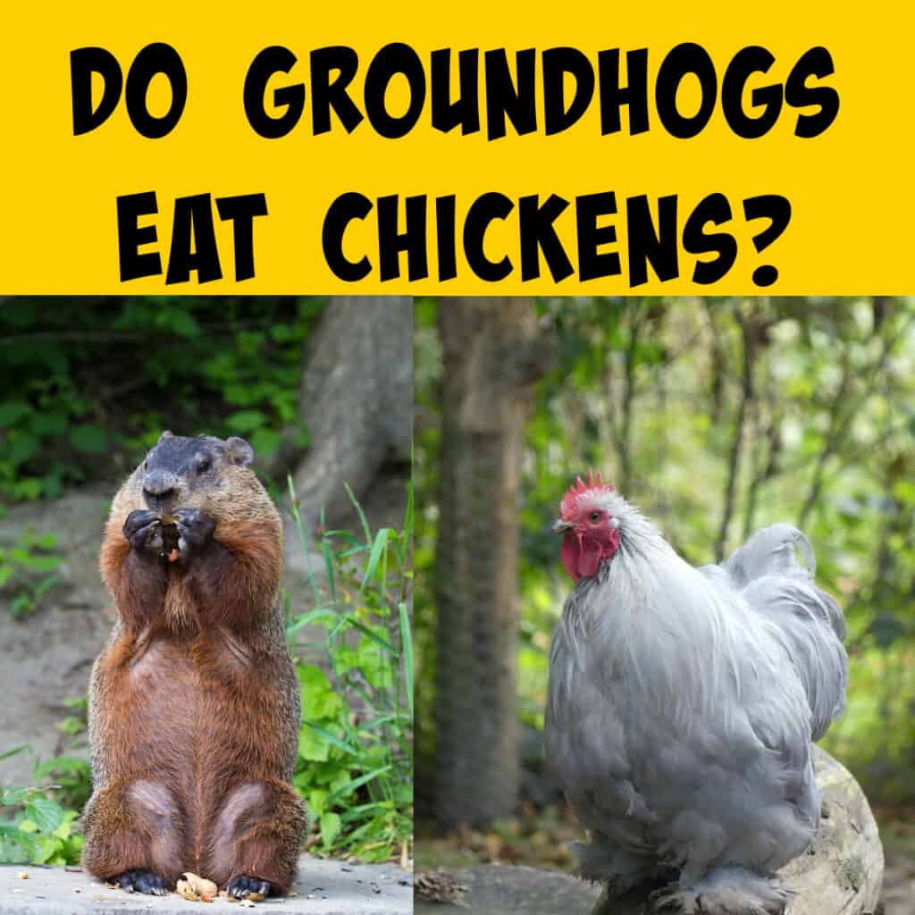 Do Groundhogs Eat Chickens? Keeping The Coop Safe! - Squirrels At The 