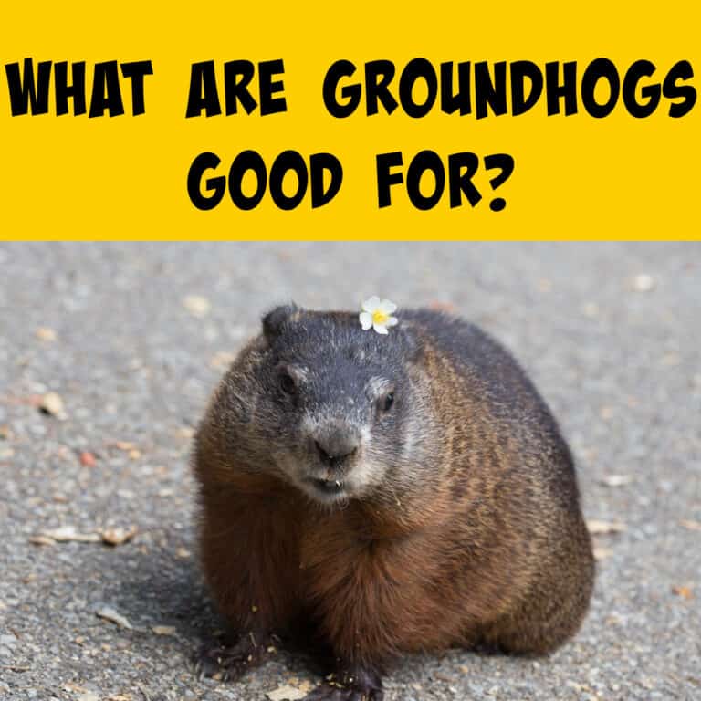 What Are Groundhogs Good For? - Squirrels at the Feeder