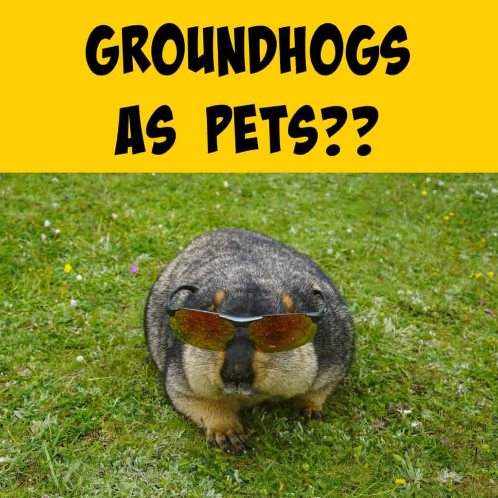 Groundhogs as Pets: A Starter Guide with Pros and Cons - Squirrels at