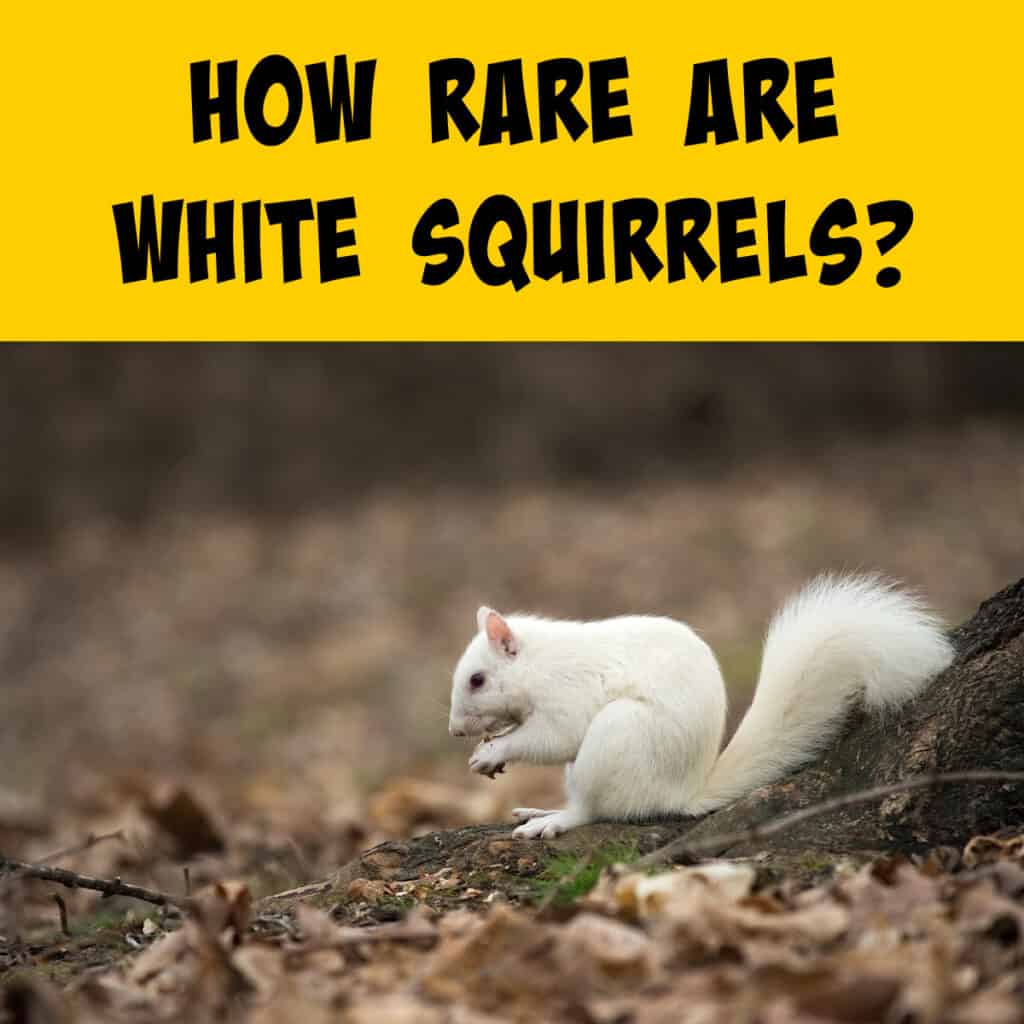 How Rare Are White Squirrels? More Common Than You Think! - Squirrels