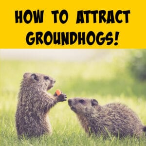 How to Attract Groundhogs - Squirrels at the Feeder