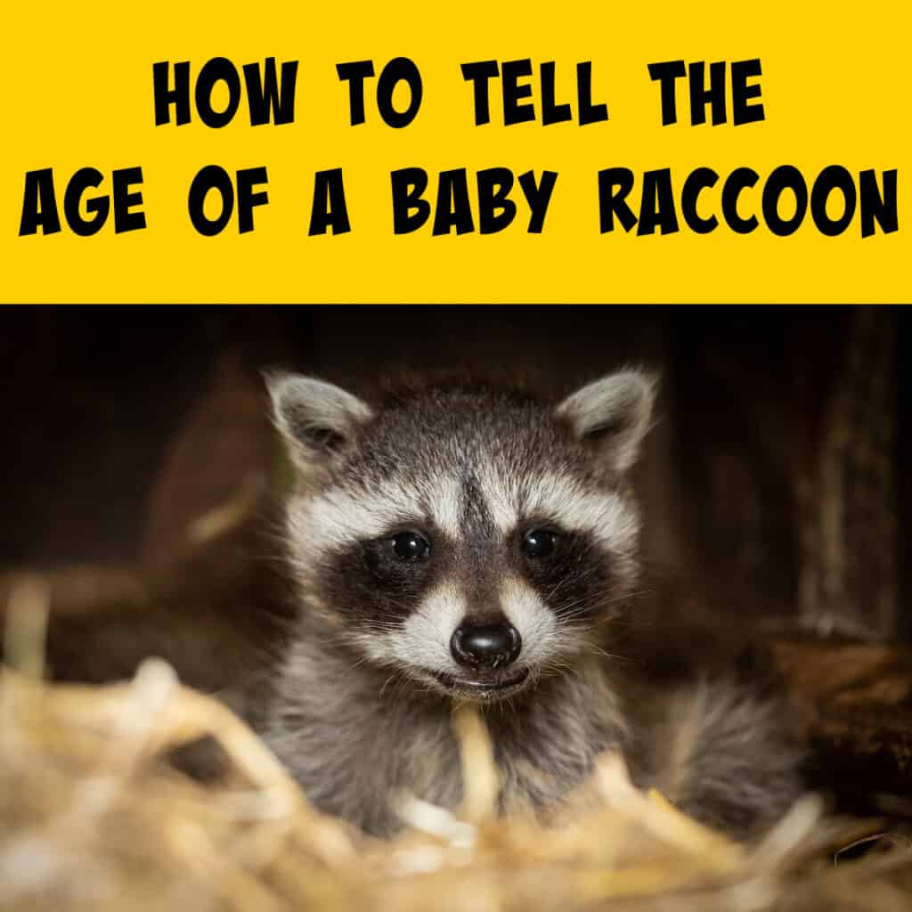 How to Tell the Age of a Baby Raccoon (With Pictures!) Squirrels at