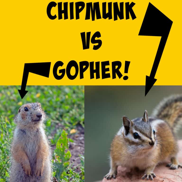 Chipmunks vs Gophers: Differences and Similarities - Squirrels at the