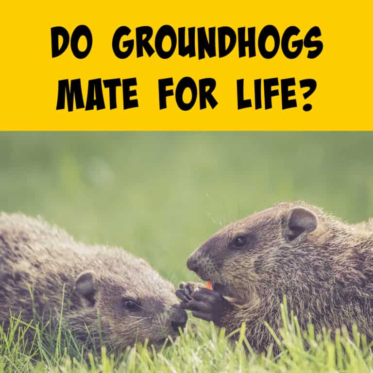 Do Groundhogs Mate for Life? - Squirrels at the Feeder