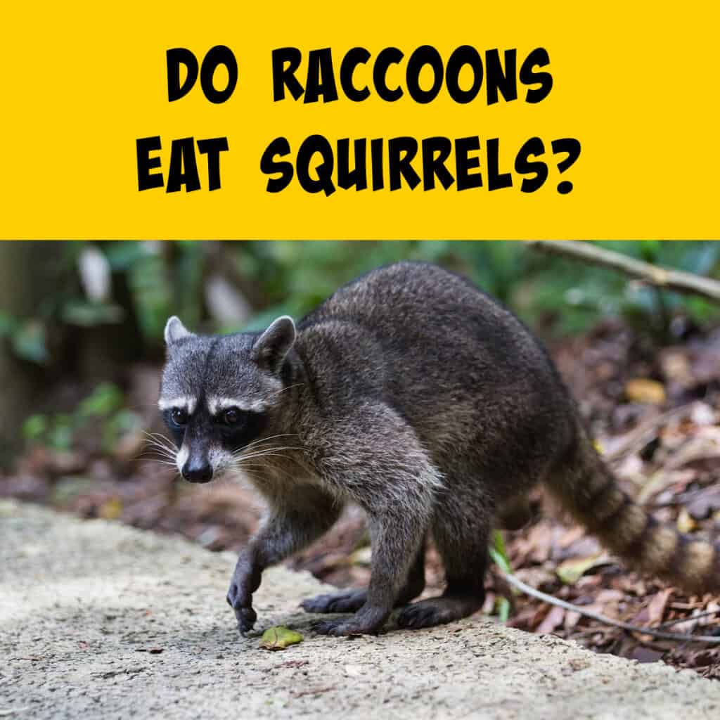 Do Raccoons Eat Squirrels? - Squirrels at the Feeder