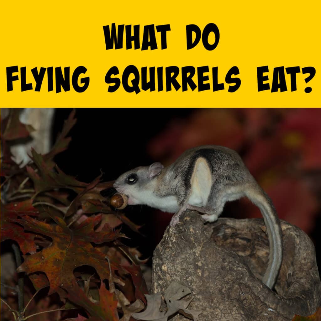 what-do-flying-squirrels-eat-northern-vs-southern-compared