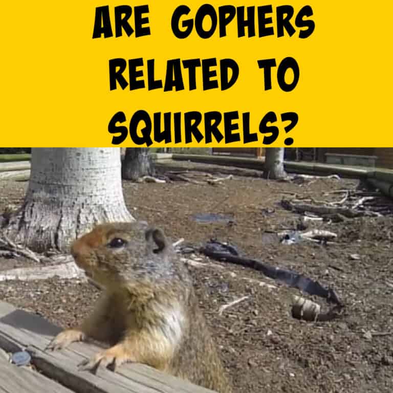 Are Gophers and Squirrels Related? - Squirrels at the Feeder