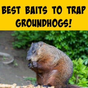 Best Bait for Trapping Groundhogs - Squirrels at the Feeder