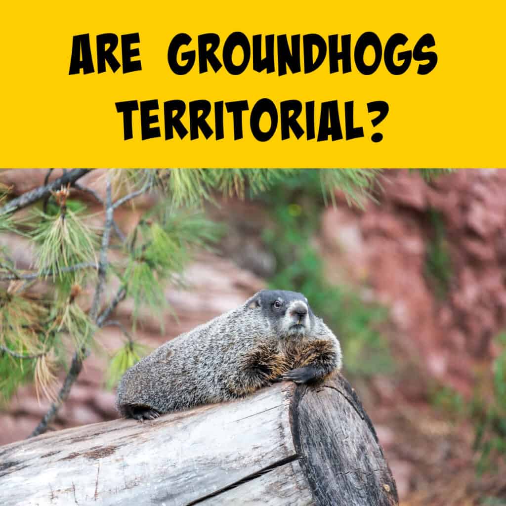 Are Groundhogs Territorial? - Squirrels at the Feeder