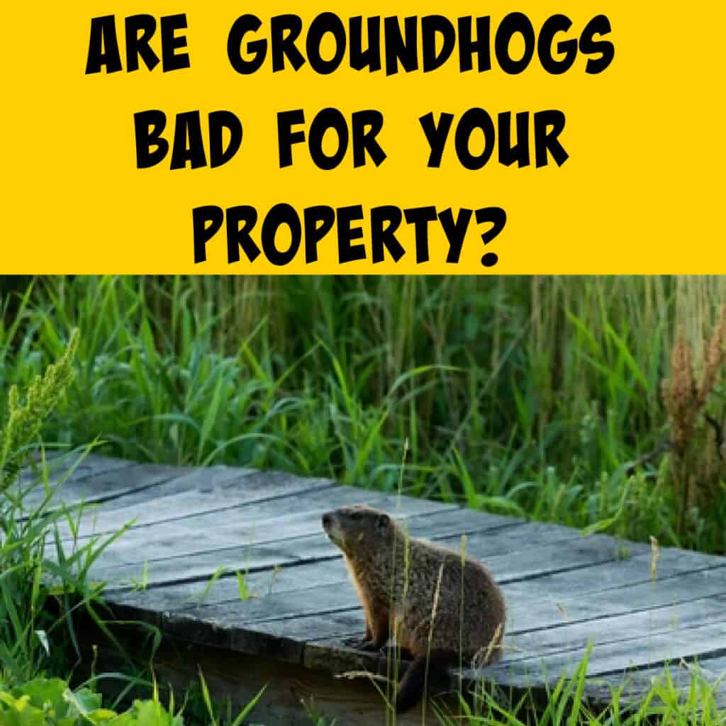 Are Groundhogs Bad for Your Property? - Squirrels at the Feeder