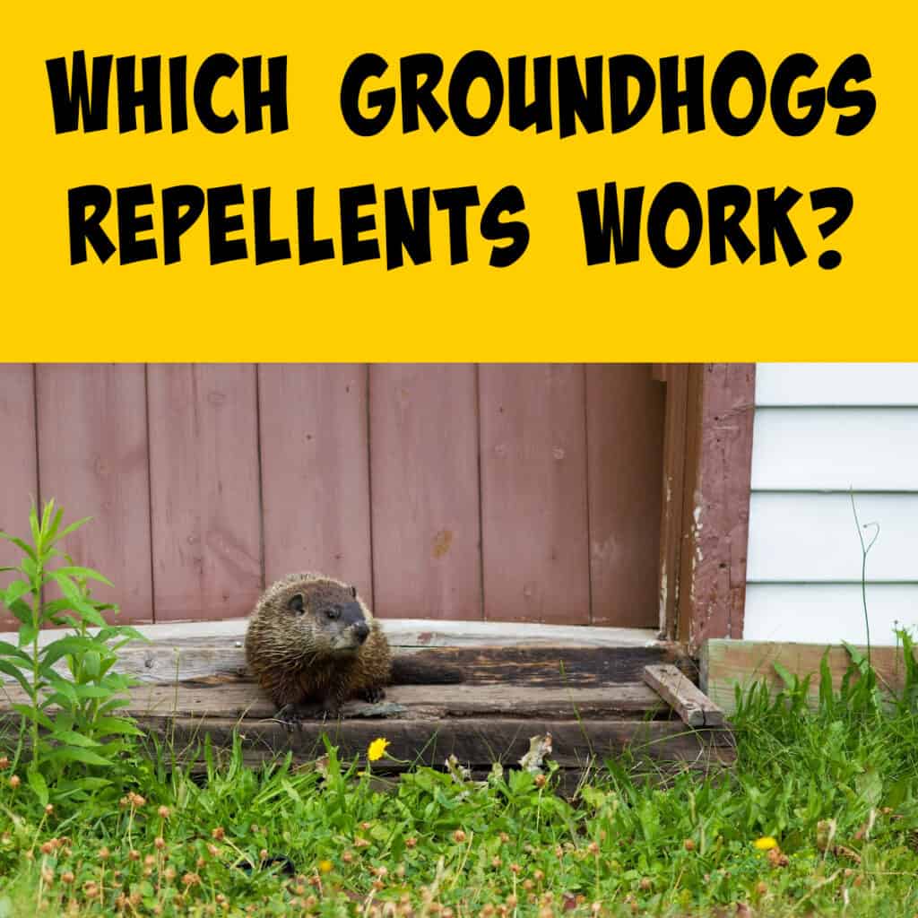 Which Groundhog Repellents Actually Work? - Squirrels at the Feeder