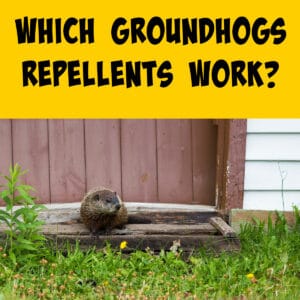 Which Groundhog Repellents Actually Work? - Squirrels at the Feeder