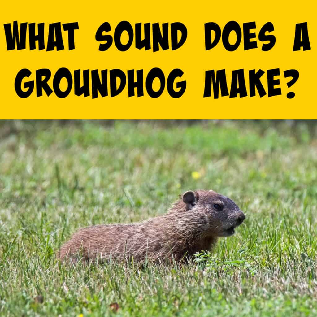 what-sound-does-a-groundhog-make-squirrels-at-the-feeder