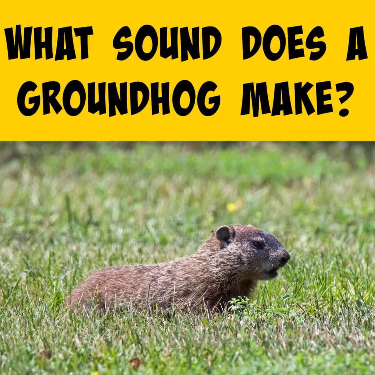 What Sound Does a Groundhog Make? - Squirrels at the Feeder (2024)