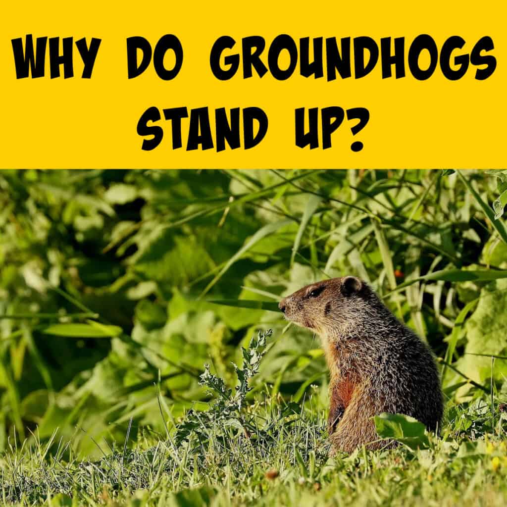 Why Do Groundhogs Stand Up? - Squirrels at the Feeder