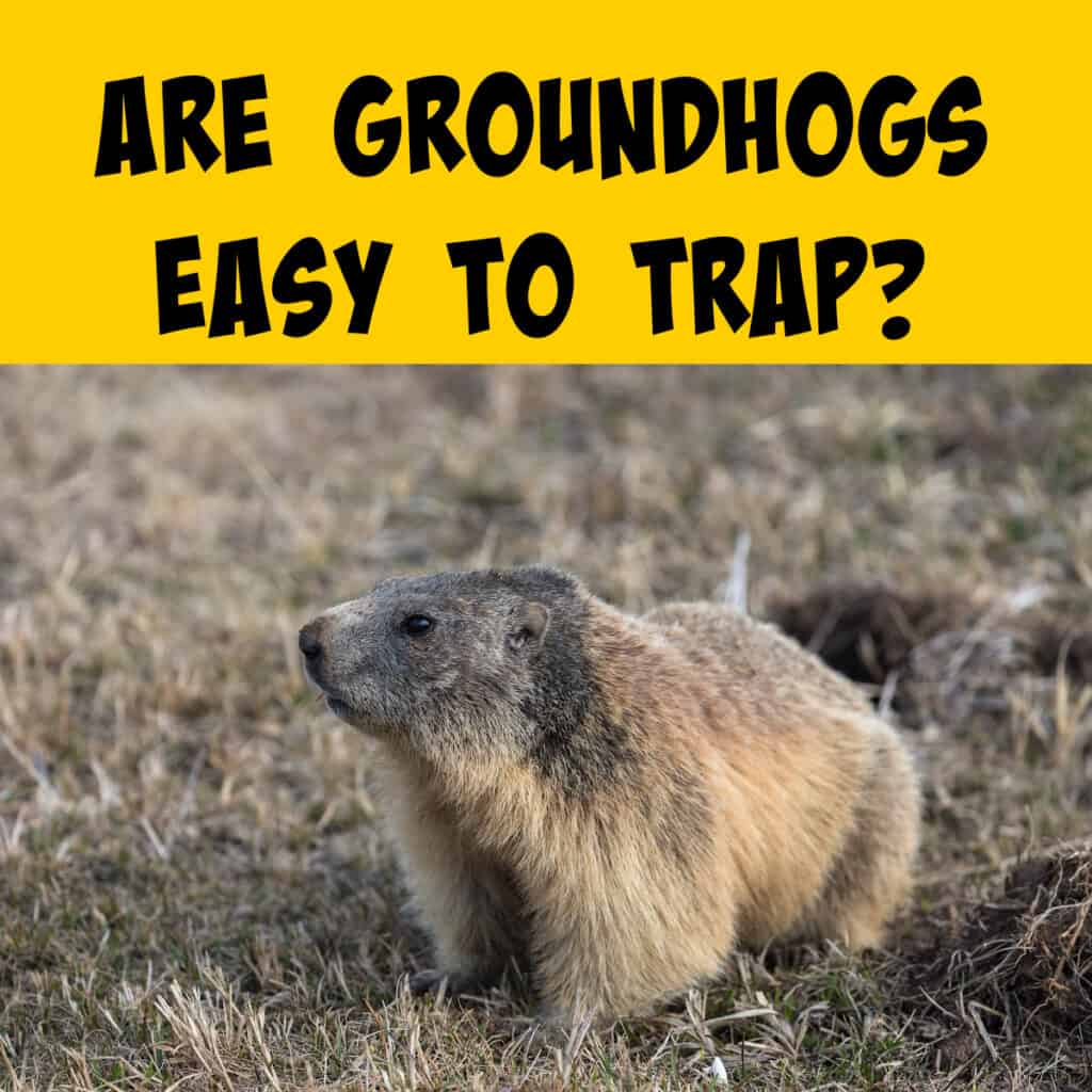 Are Groundhogs Easy to Trap? - Squirrels at the Feeder