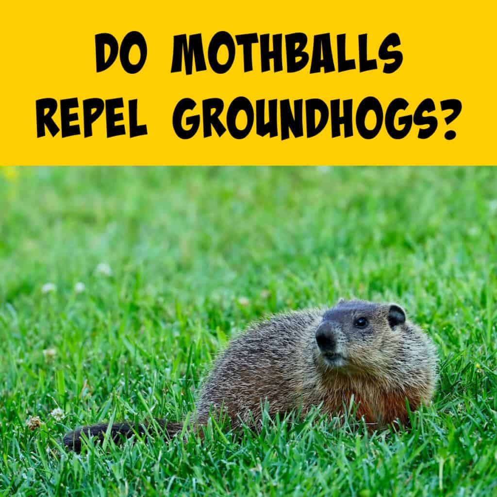 Do Mothballs Keep Groundhogs Away? - Squirrels at the Feeder