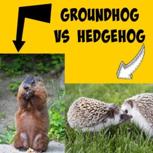 Groundhogs vs Hedgehogs: Spot the Differences! - Squirrels at the Feeder